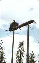 Osprey Nest
