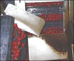 Processing Radishes